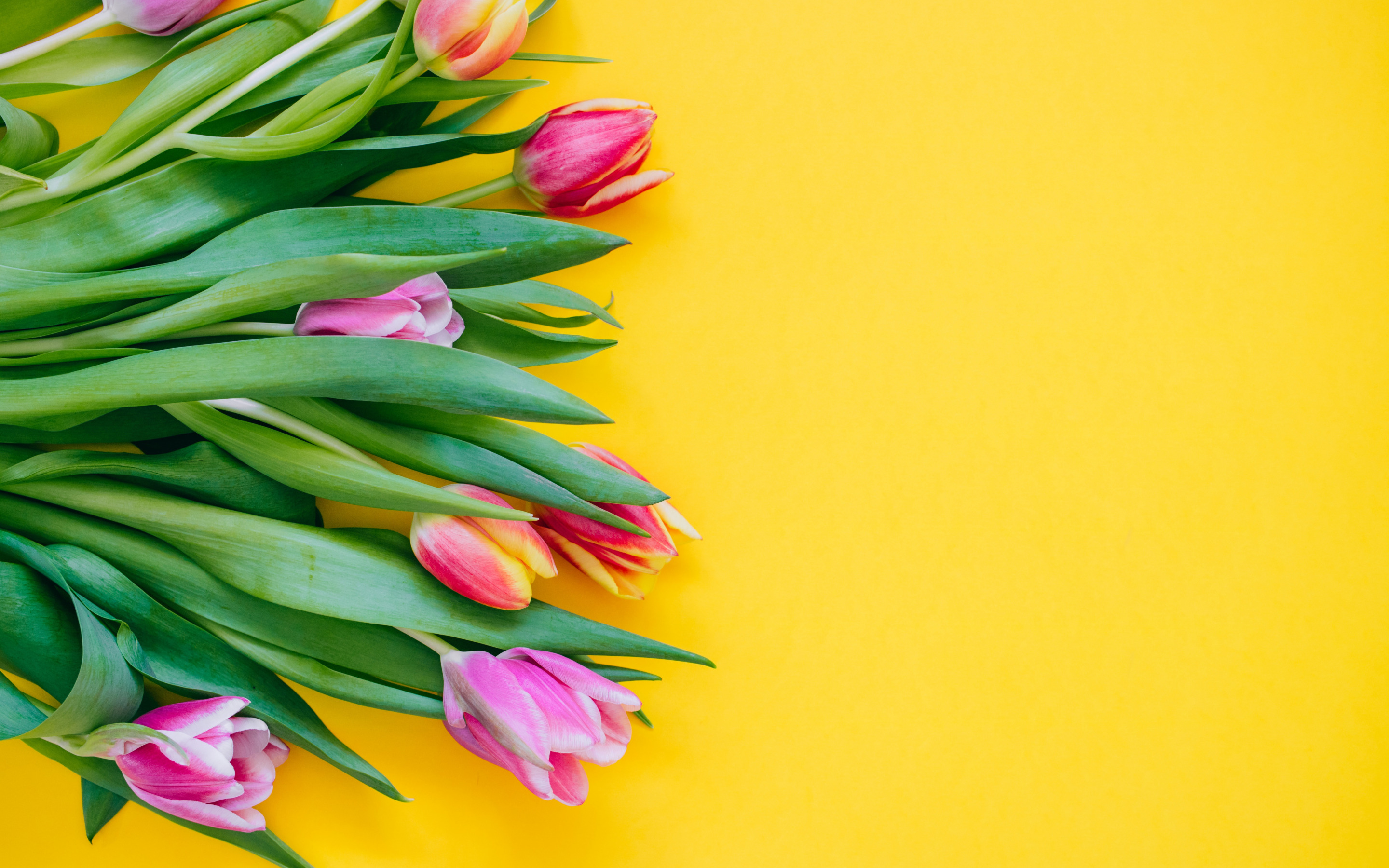 Pink Tulips, Spring Flowers, Tulips On A Yellow Background