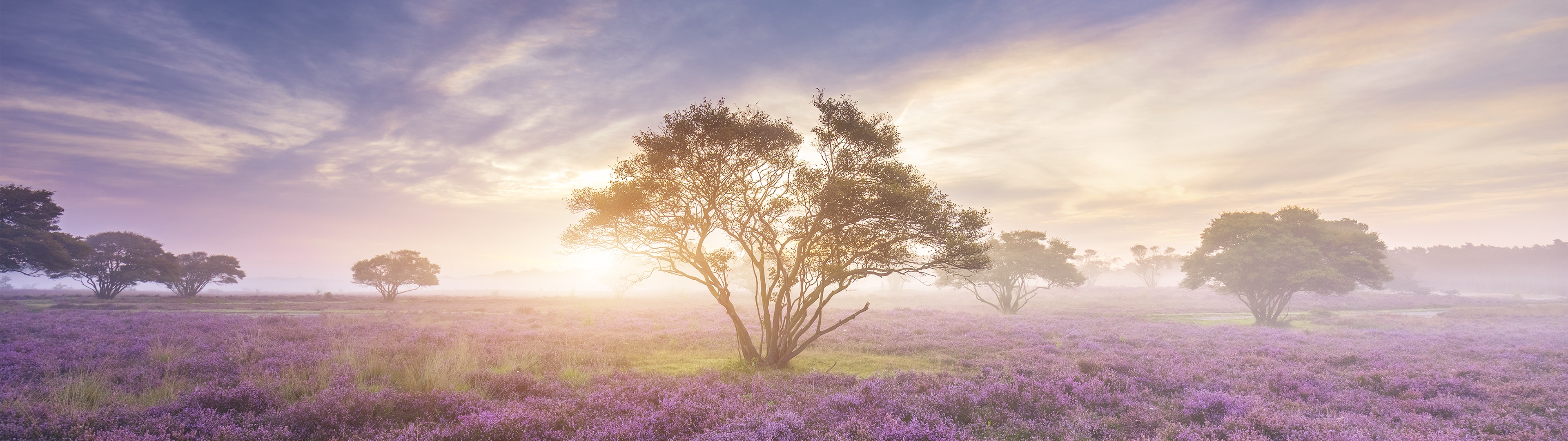 Spring Wallpaper 4K, Sunrise, Bloom, Nature