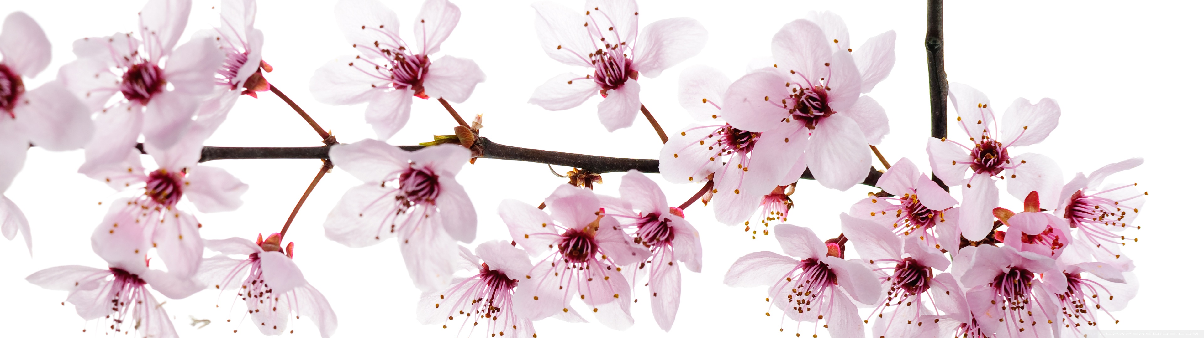 Spring Blooming Flowers Ultra HD Desktop Background Wallpaper for 4K UHD TV, Multi Display, Dual Monitor, Tablet