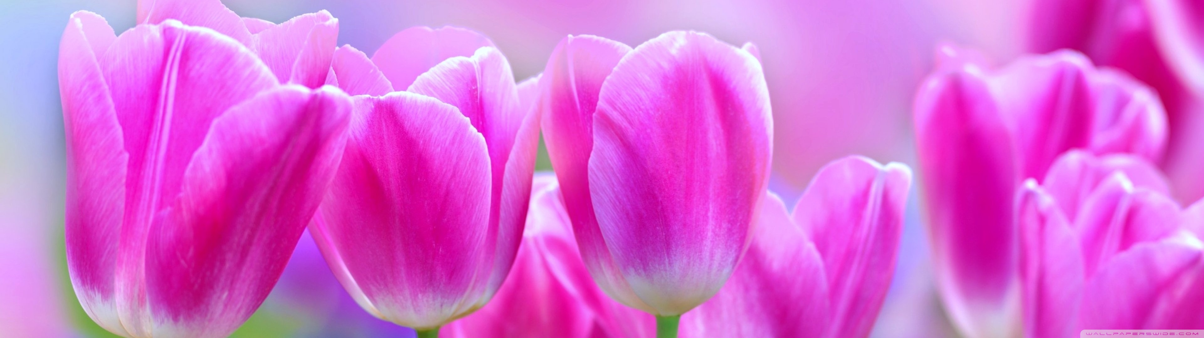 Vivid Colors Tulips, Spring Ultra HD Desktop Background Wallpaper for 4K UHD TV, Multi Display, Dual Monitor, Tablet