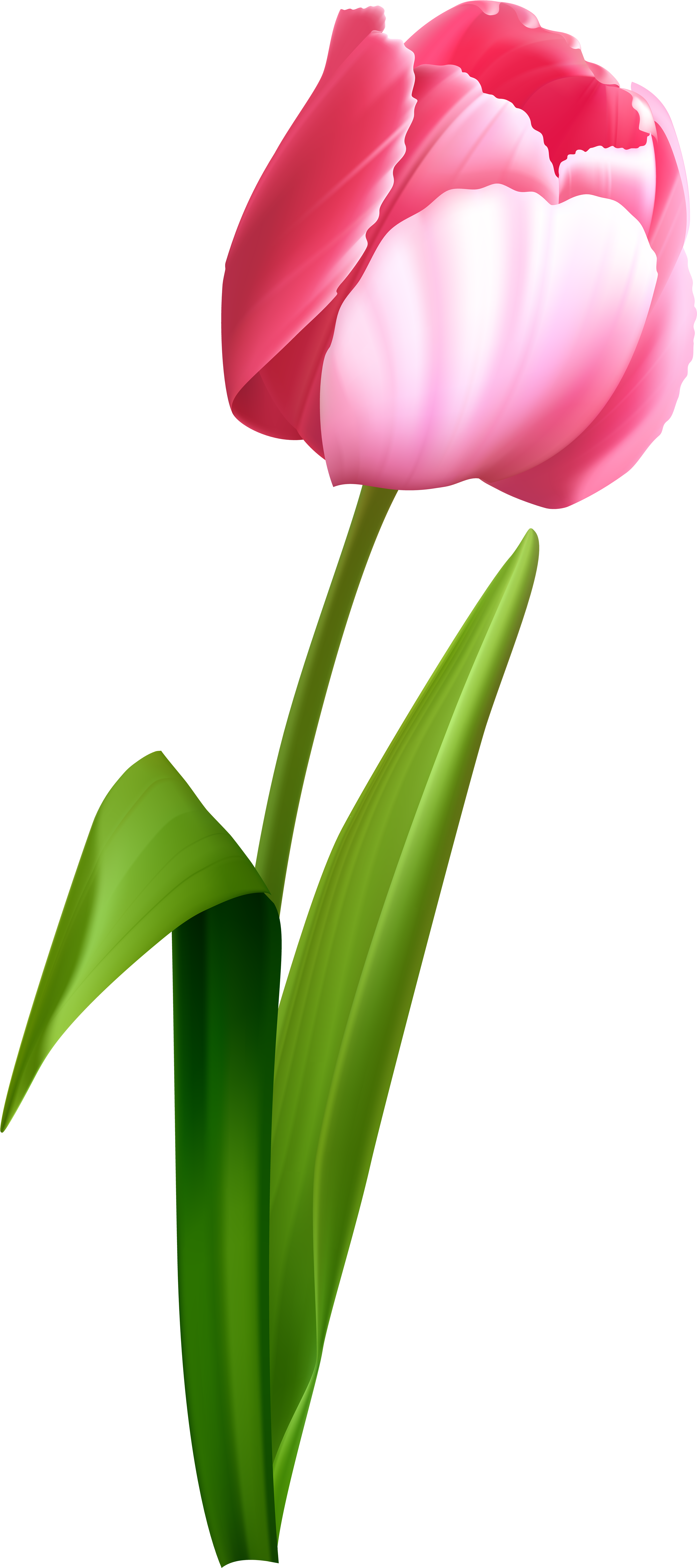 Tulip Portable Network Graphics Clip art Transparency Desktop Wallpaper clip art png tulips png download*7888 Transparent Tulip png Download