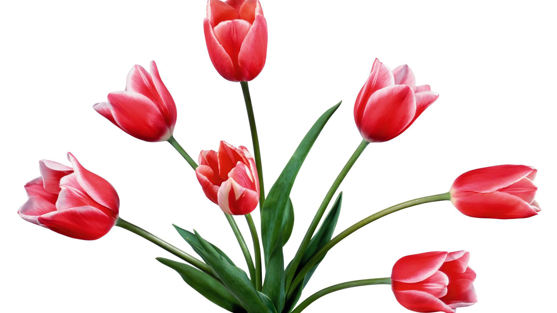 Tulip Flower Drawing Clip Art Wallpaper & Background Download