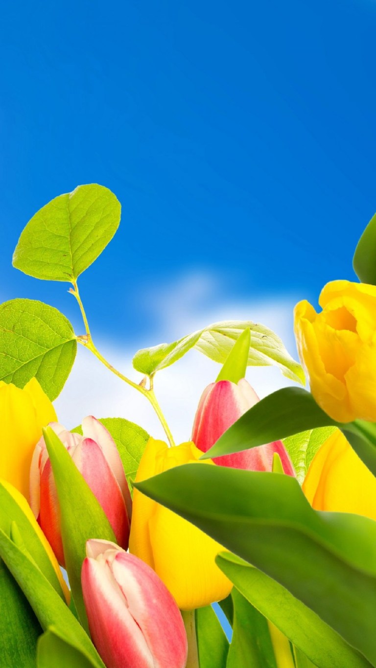 Spring Tulip Garden iPhone Ultra HD 4K Wallpaper