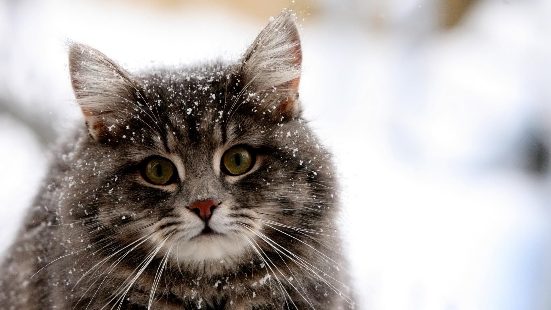 Cats in Snow Wallpaper