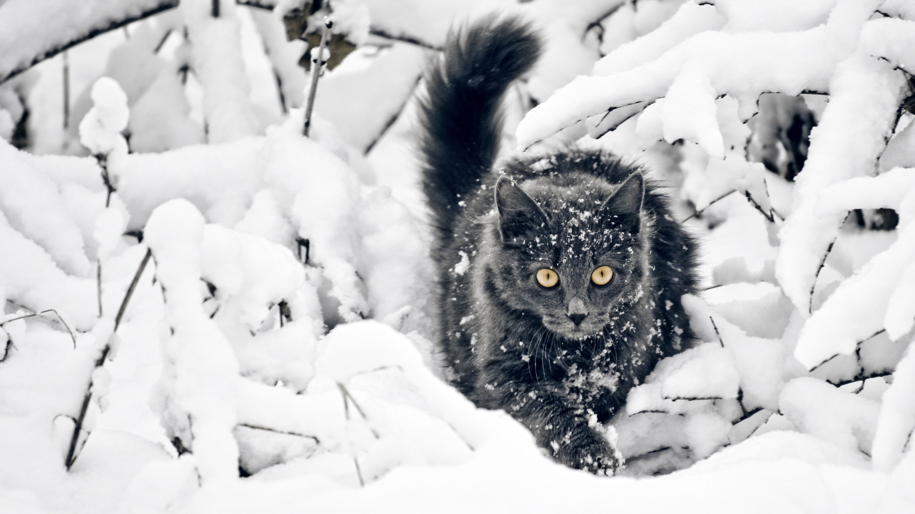 Cat Snow 4K Wallpaper