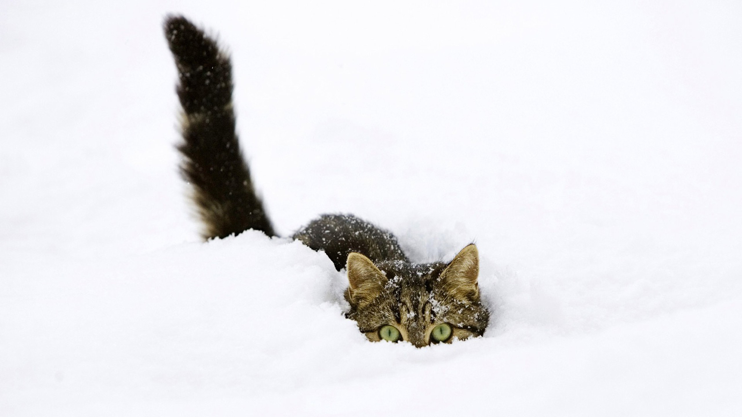 cat, Snow, Animals Wallpaper HD / Desktop and Mobile Background