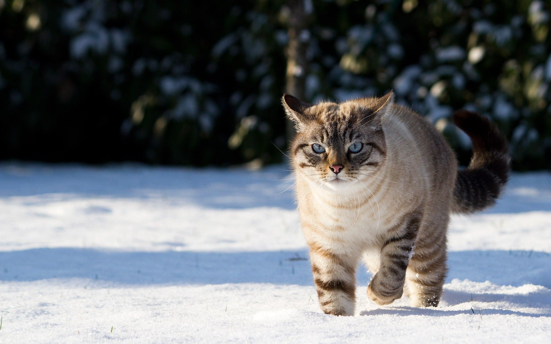 Snow Cats Wallpaper 1920x1200 Snow, Cats, Blue, Eyes, Animals. Cats, Siamese cats, Cool cats