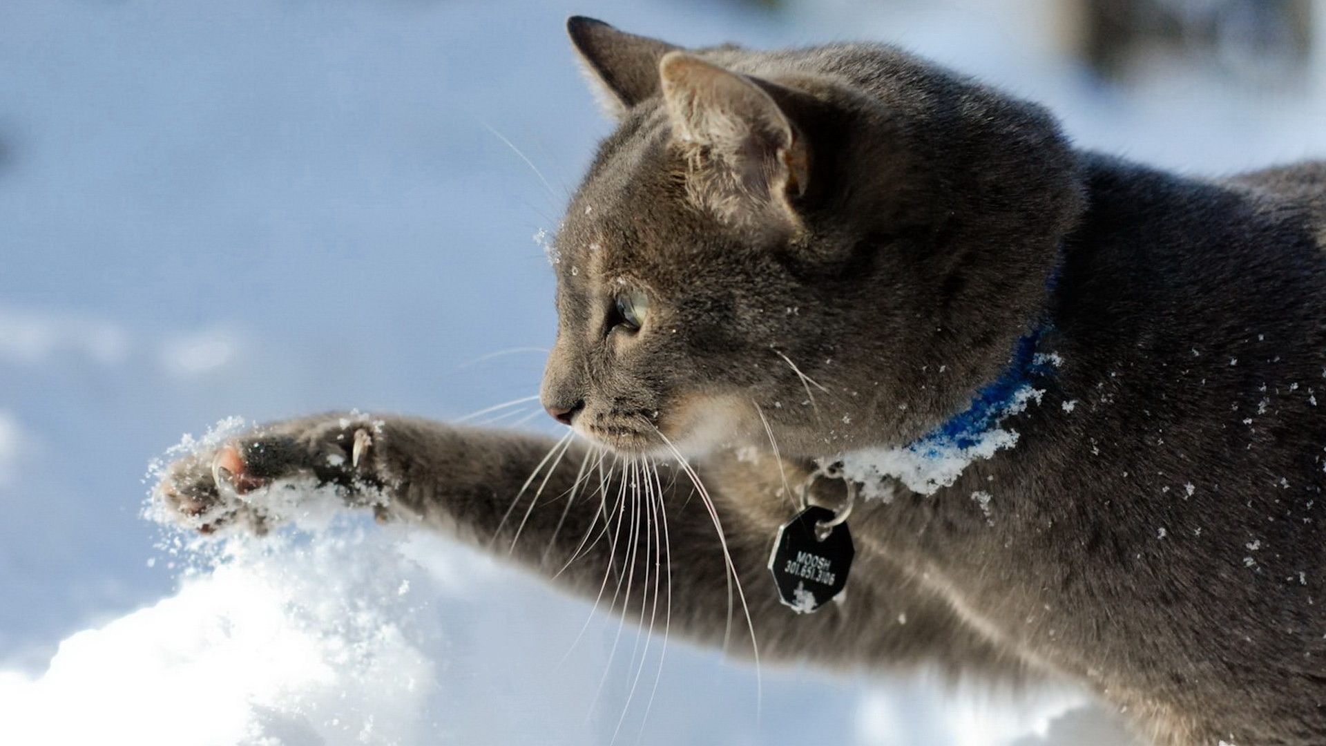 Cat in Snow Desktop Wallpaper