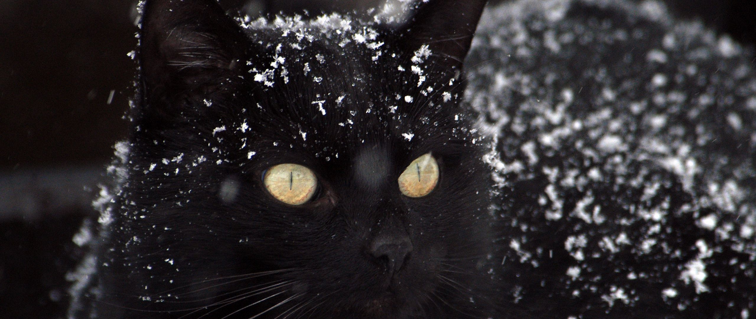 Download wallpaper 2560x1080 cat, black, snow, winter dual wide 1080p HD background