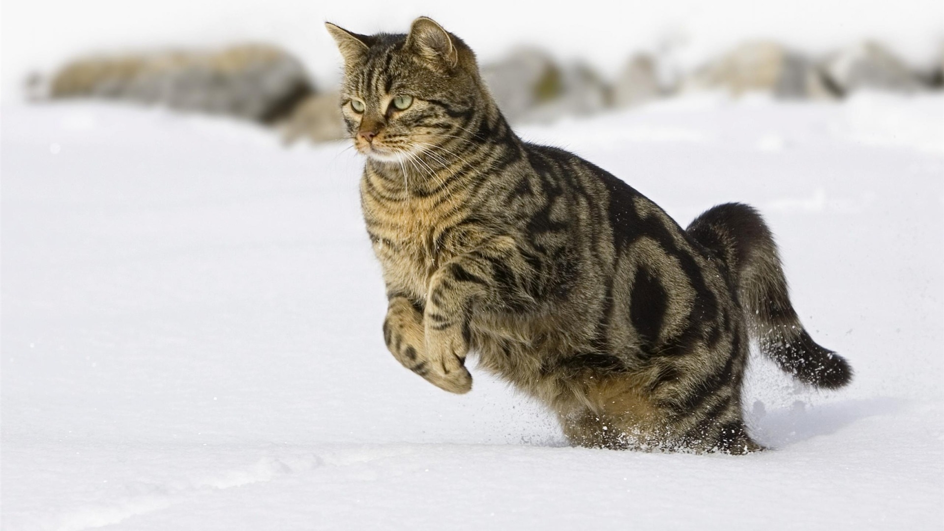 Download 1920x1080 Cat, Snow, Jumping Wallpaper for Widescreen