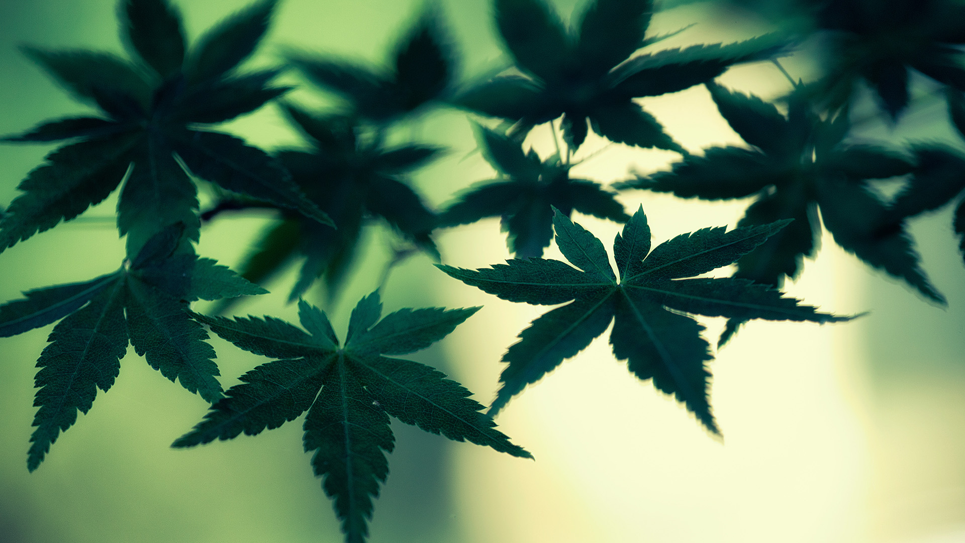 Free download Marijuana Cannabis Leaves Green Macro weed wallpaper 1920x1200 [1920x1200] for your Desktop, Mobile & Tablet. Explore Weed Wallpaper. Trippy Wallpaper, 420 Wallpaper, Marijuana Wallpaper