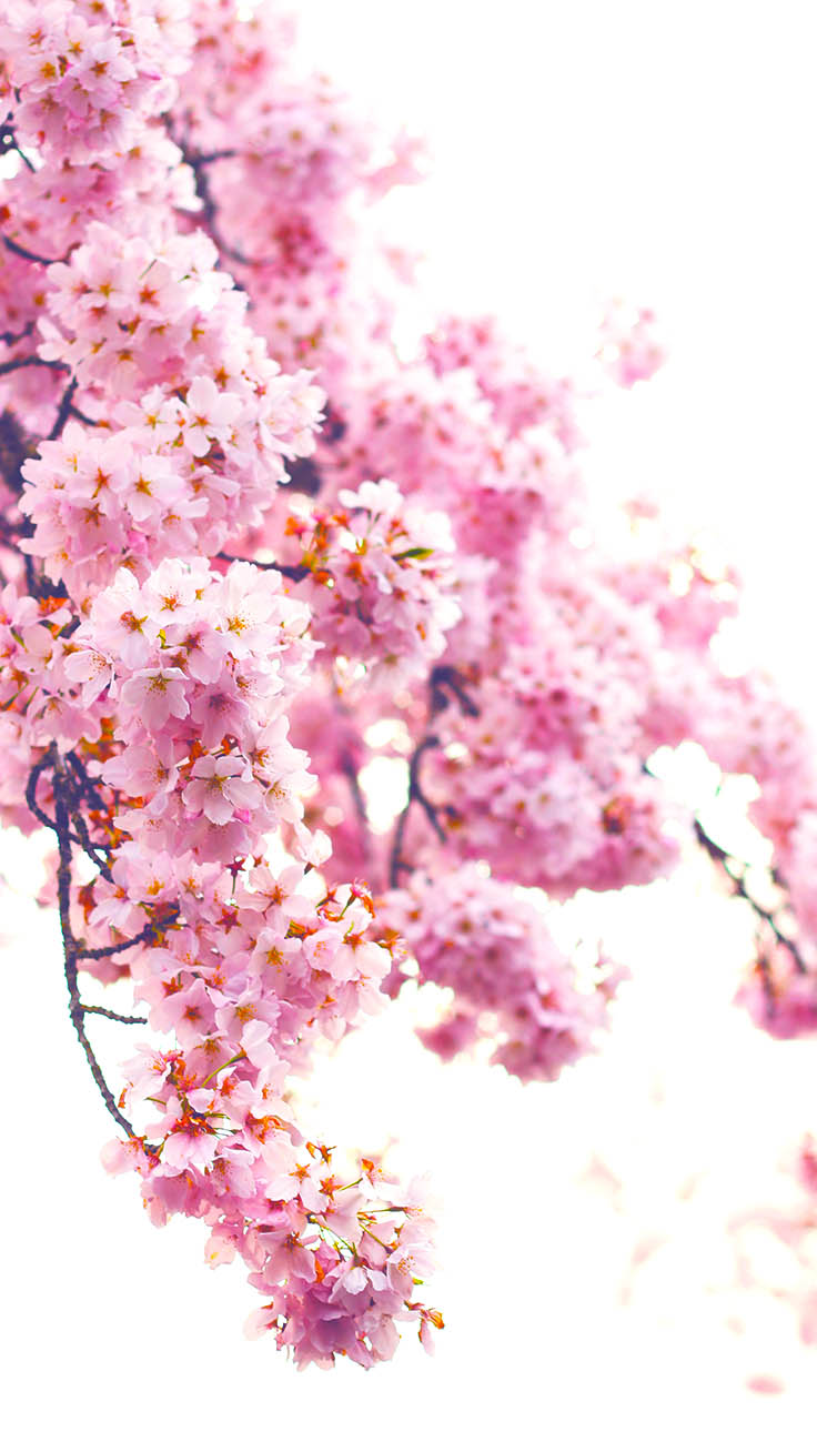 Pretty Springtime iPhone Wallpaper