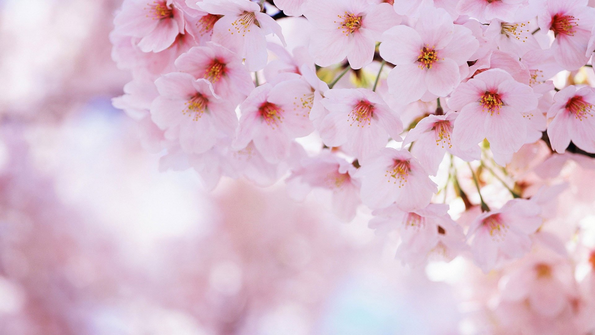 Pink Flower Wallpaper, Floral, Petal, Spring, Plant, Blossom, Flowers