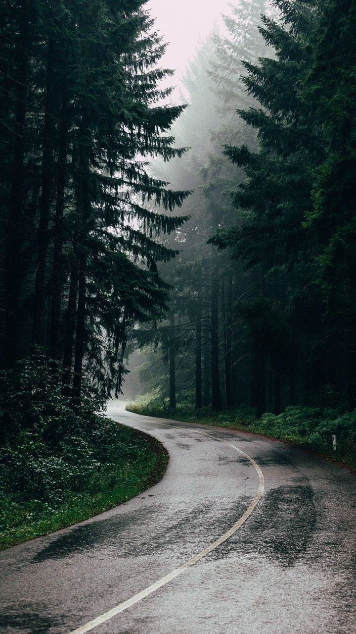 Rainy Mountain Forest Phone Wallpapers - Wallpaper Cave