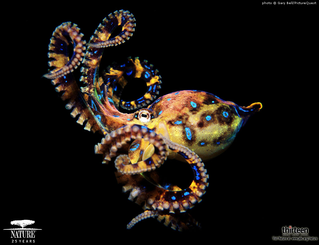 Blue Ring Octopus Wallpaper