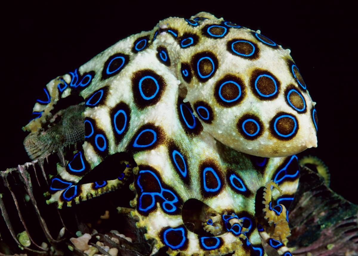 Free download Blue Ringed Octopus Hapalochlaena lunulata The greater blue ringed [1200x860] for your Desktop, Mobile & Tablet. Explore Blue Ring Octopus Wallpaper. Blue Ring Octopus Wallpaper, Octopus Wallpaper, Octopus Wallpaper