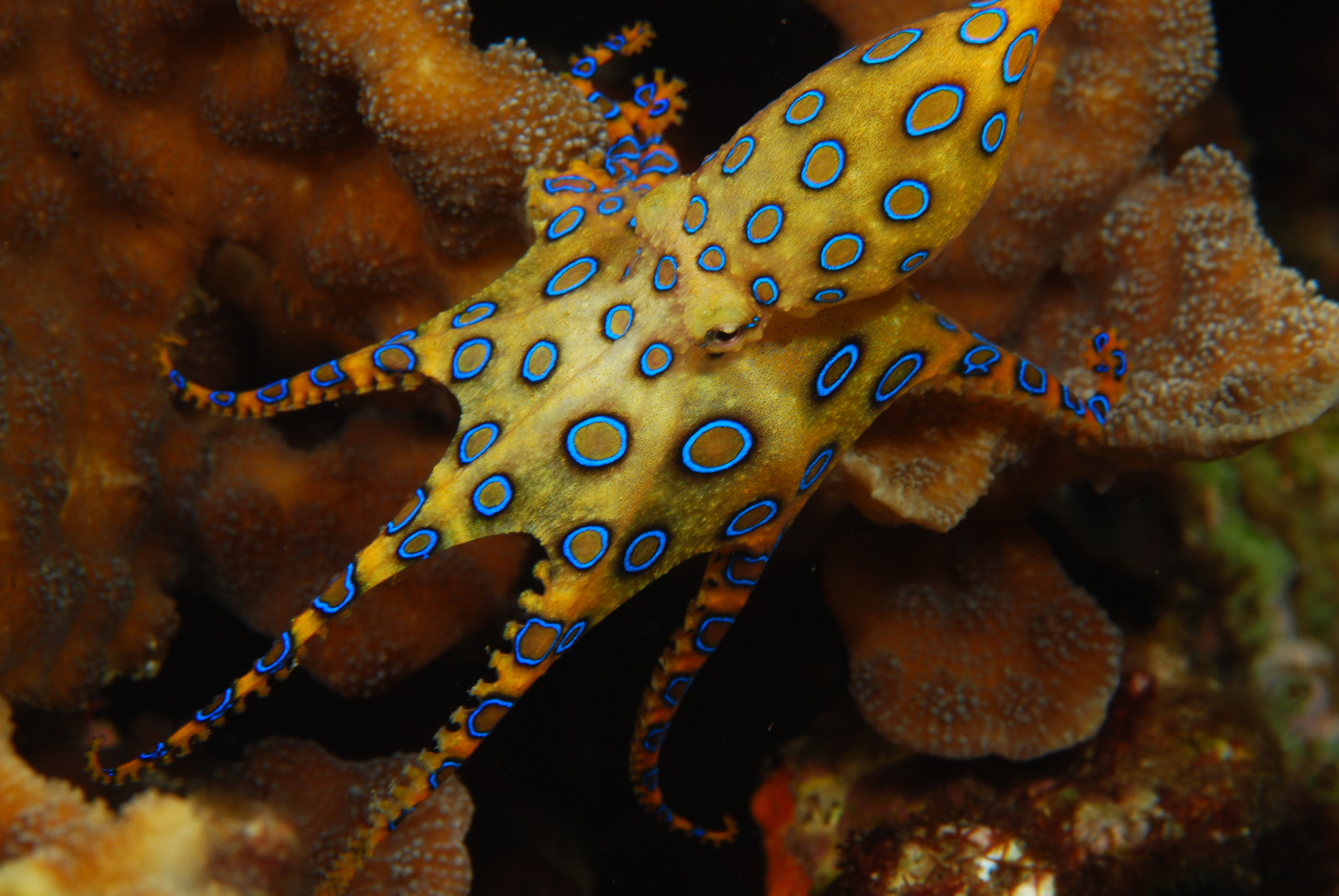 Blue Ringed Octopus wallpaper, Animal, HQ Blue Ringed Octopus pictureK Wallpaper 2019