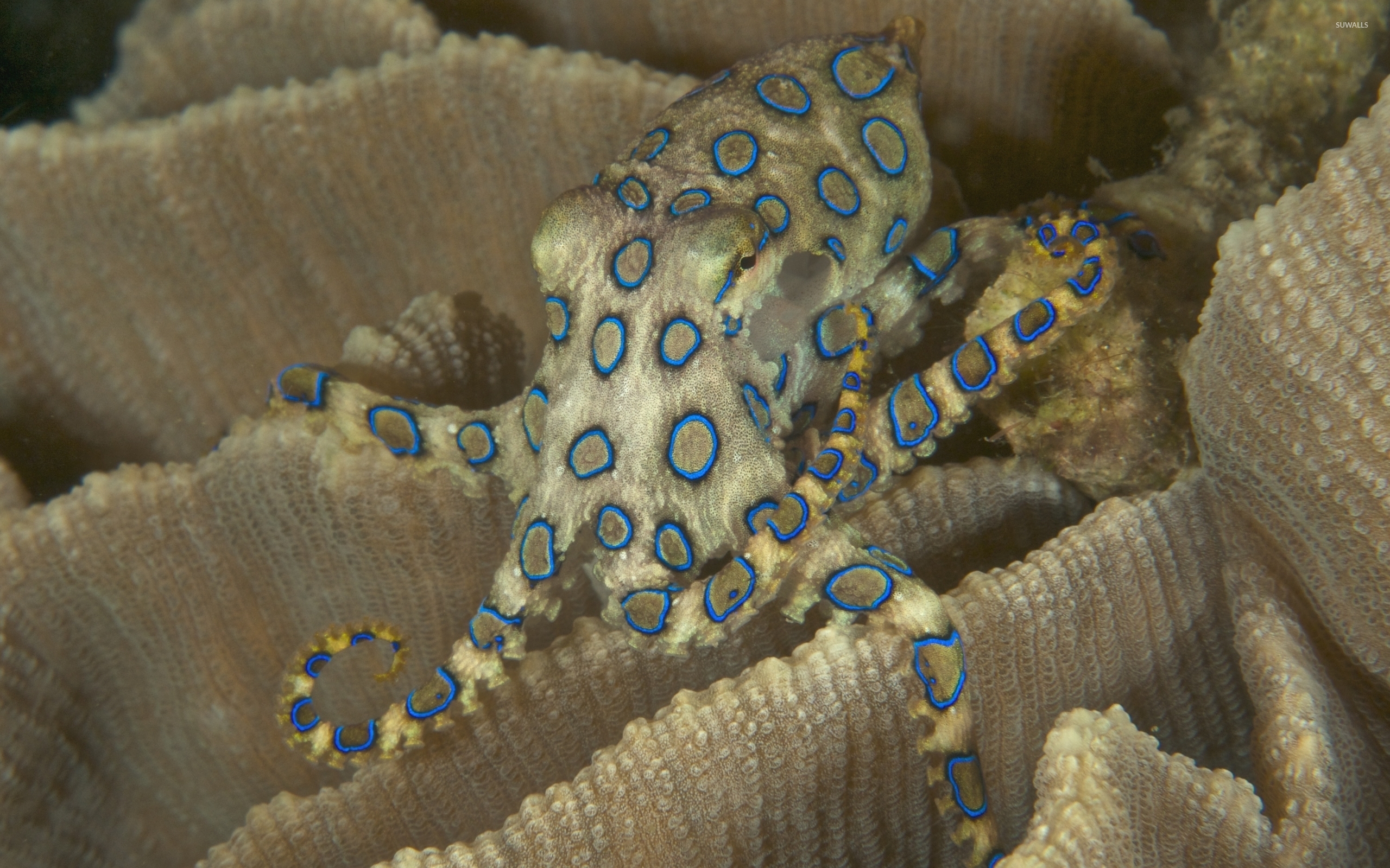 Blue Ringed Octopus Wallpaper Wallpaper