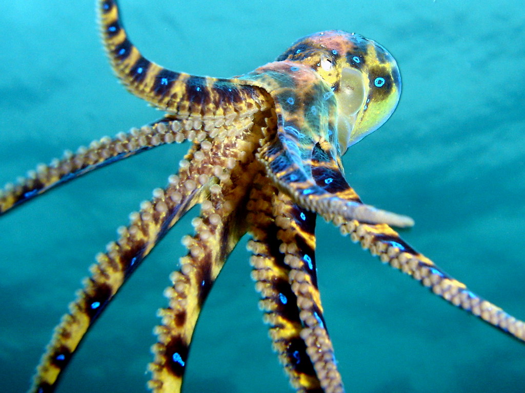 Blue Ring Octopus. This guy was very animated swimming arou