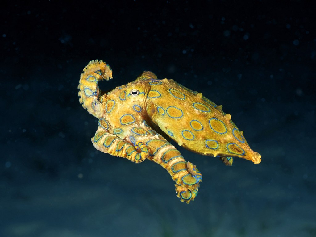 Cute But Deadly: 7 Facts About The Blue Ringed Octopus