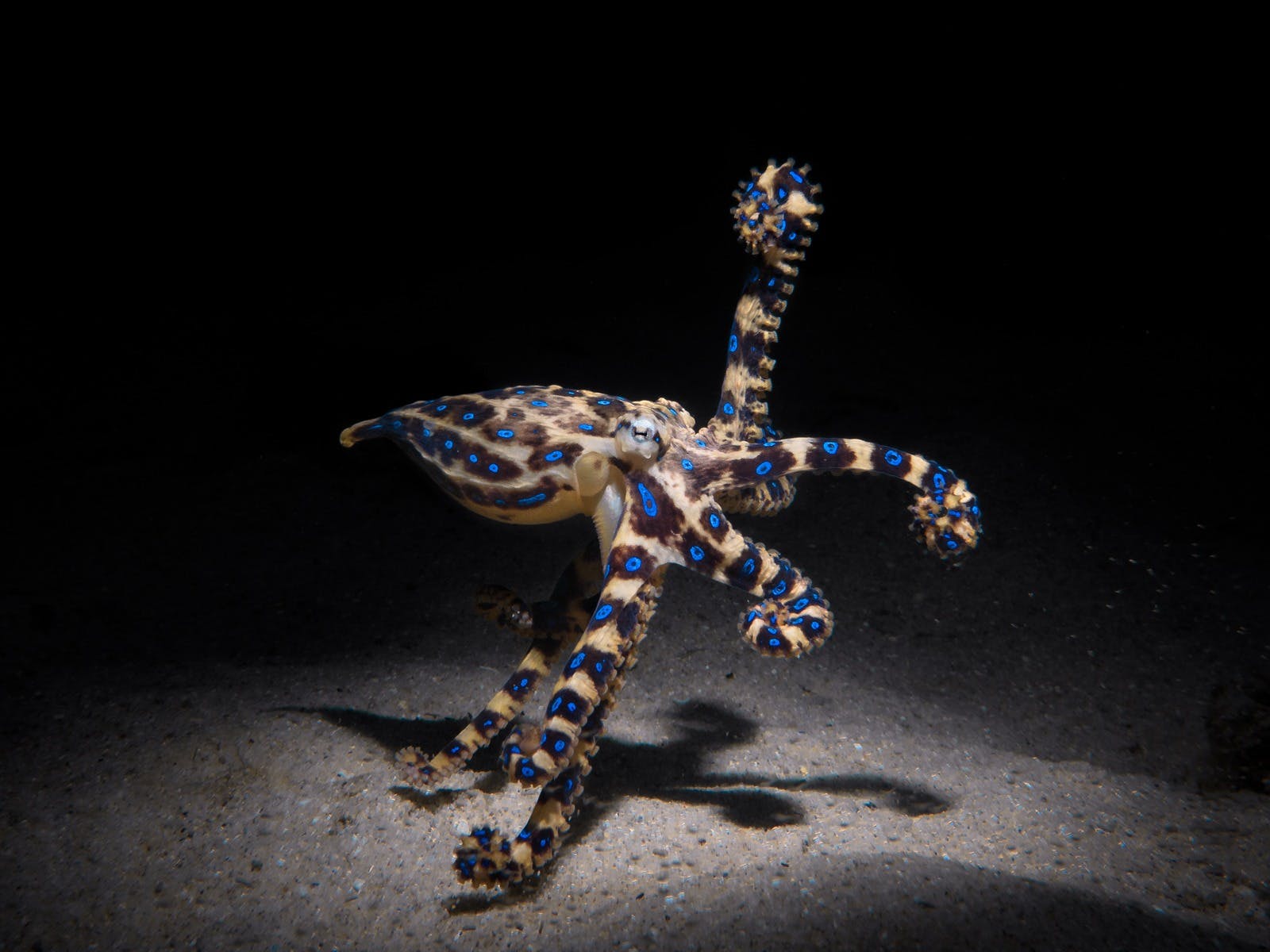 Guided Scuba Dives With Blue Ringed Octopus, Tour, Mornington Peninsula, Victoria, Australia