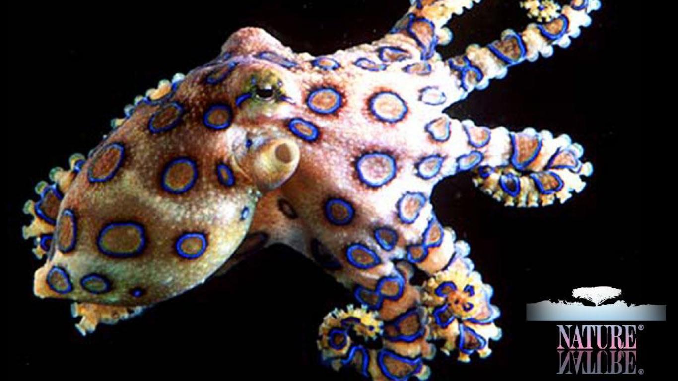 Free download BLUE RINGED OCTOPUS WALLPAPER 25265 HD Wallpaper [1366x768] for your Desktop, Mobile & Tablet. Explore Blue Ring Octopus Wallpaper. Blue Ring Octopus Wallpaper, Octopus Wallpaper, Octopus Wallpaper