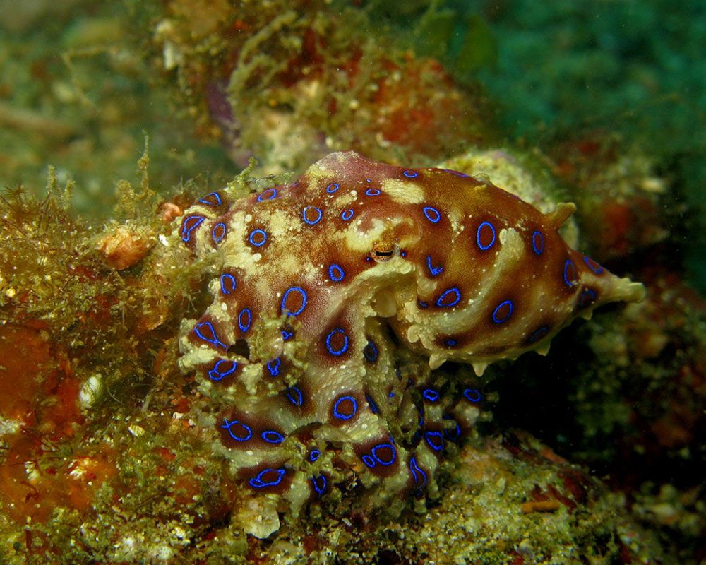 Blue Ringed Octopus Facts, Habitat, Life Cycle, Venom, Picture