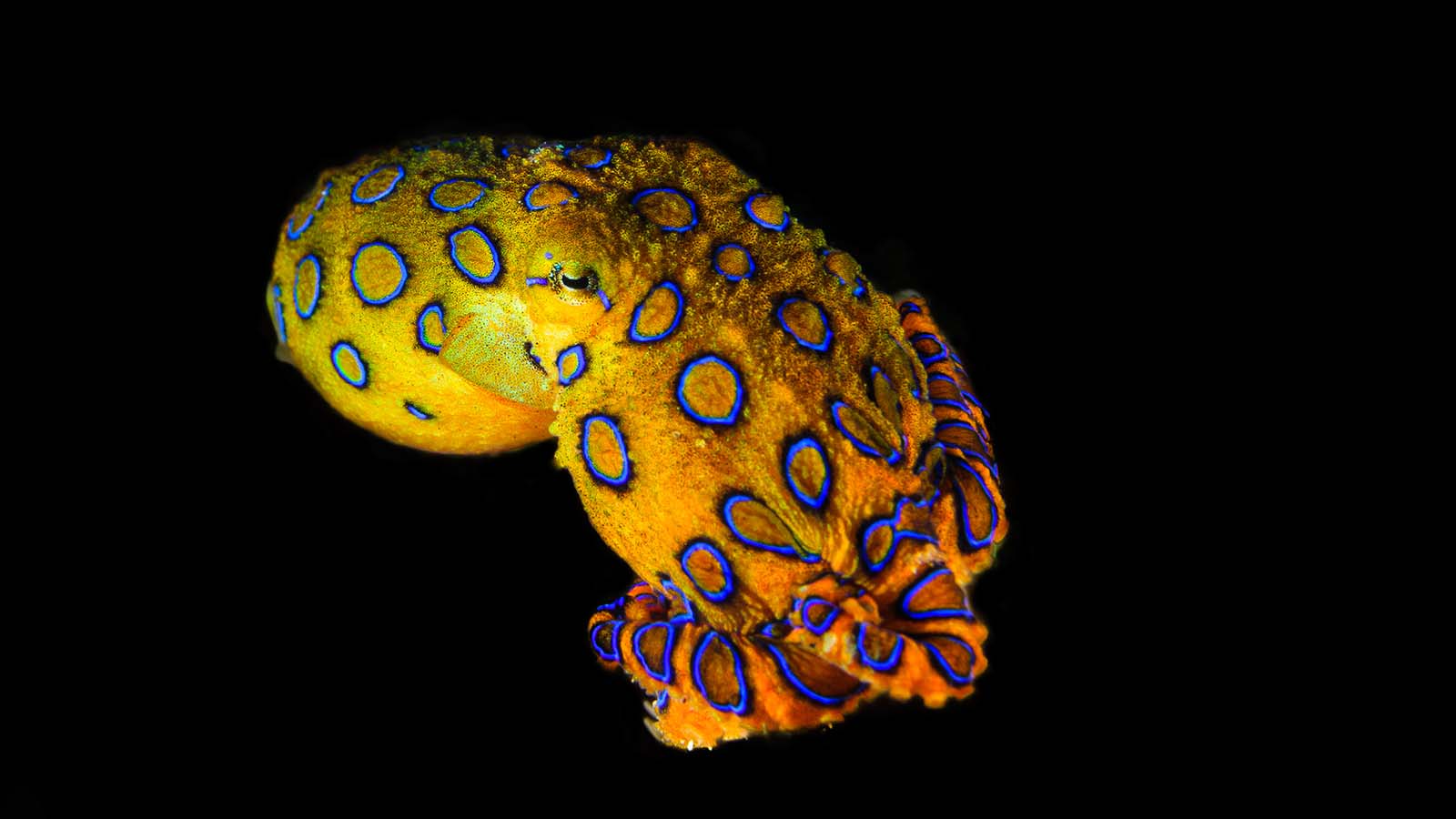 The Tiny Blue Ringed Octopus Is The Ocean's Deadliest