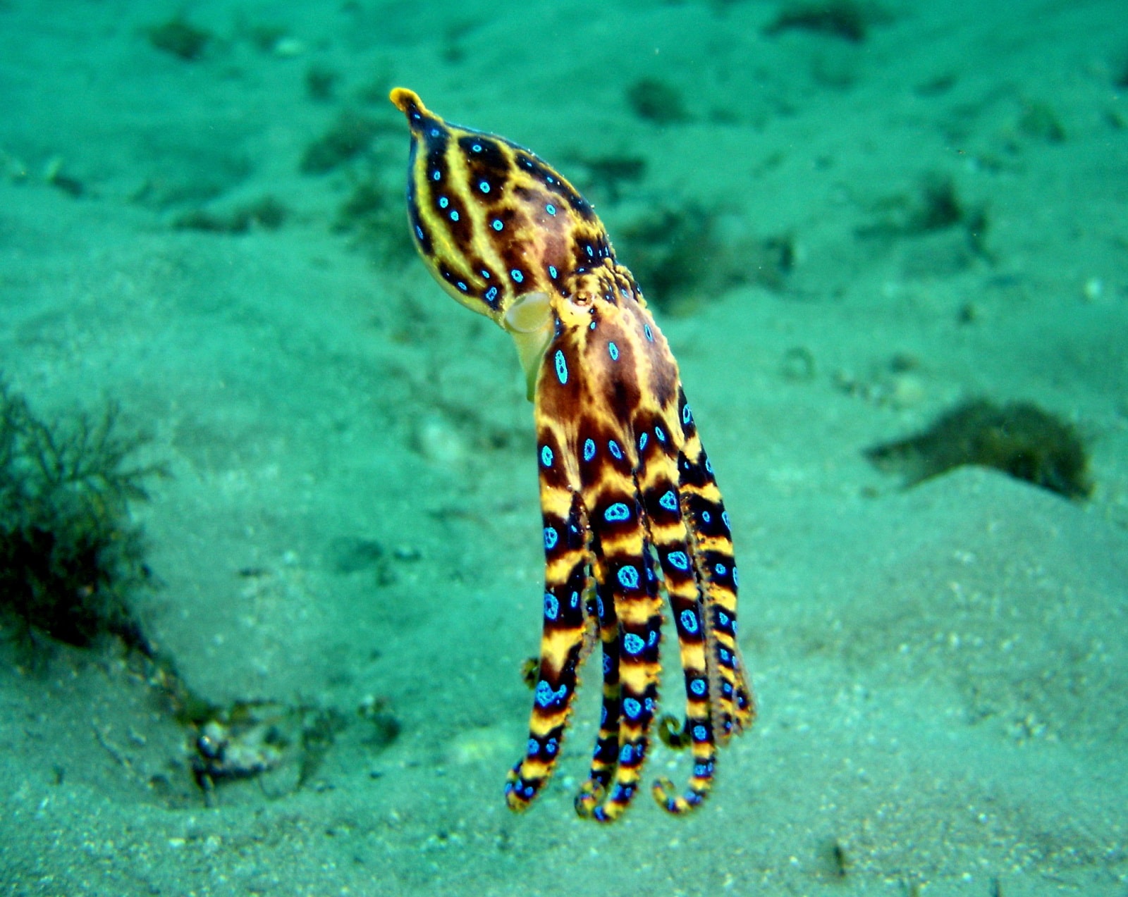 Amazing Facts about the Blue Ringed Octopus