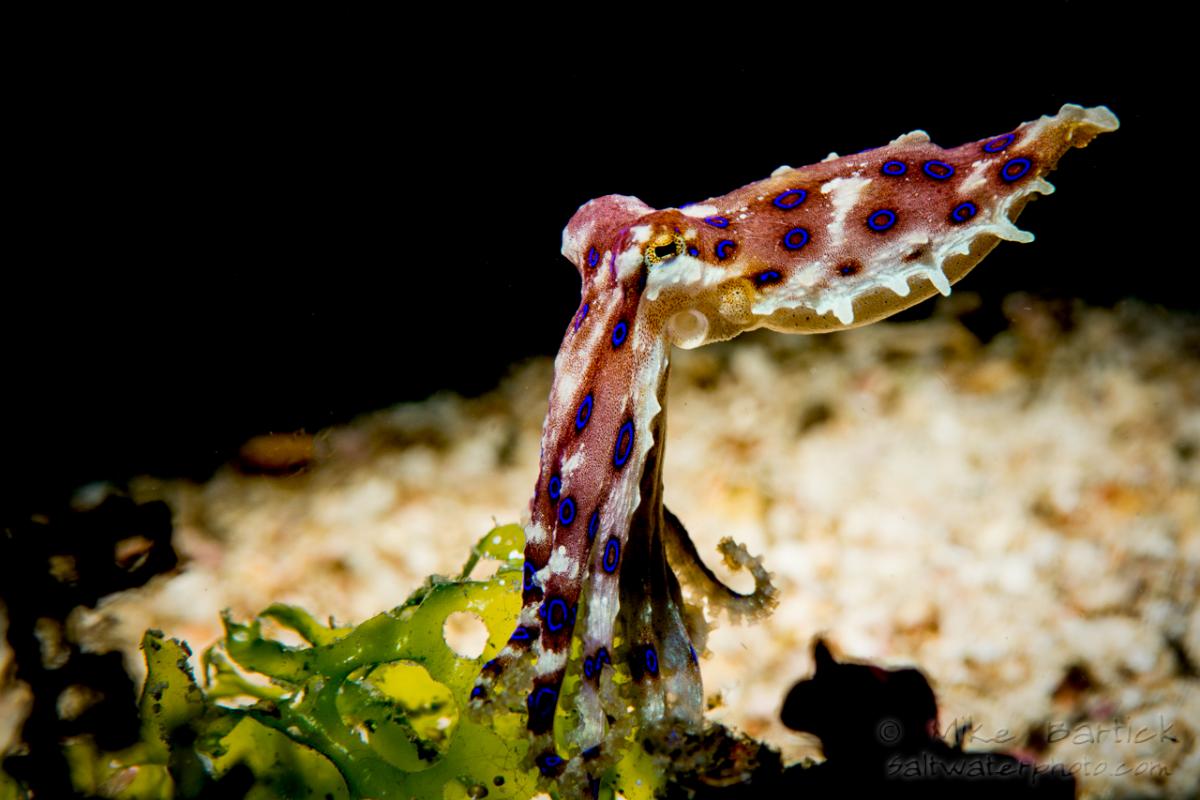 Blue Ringed Octopus Facts and Underwater Photo Photography Guide