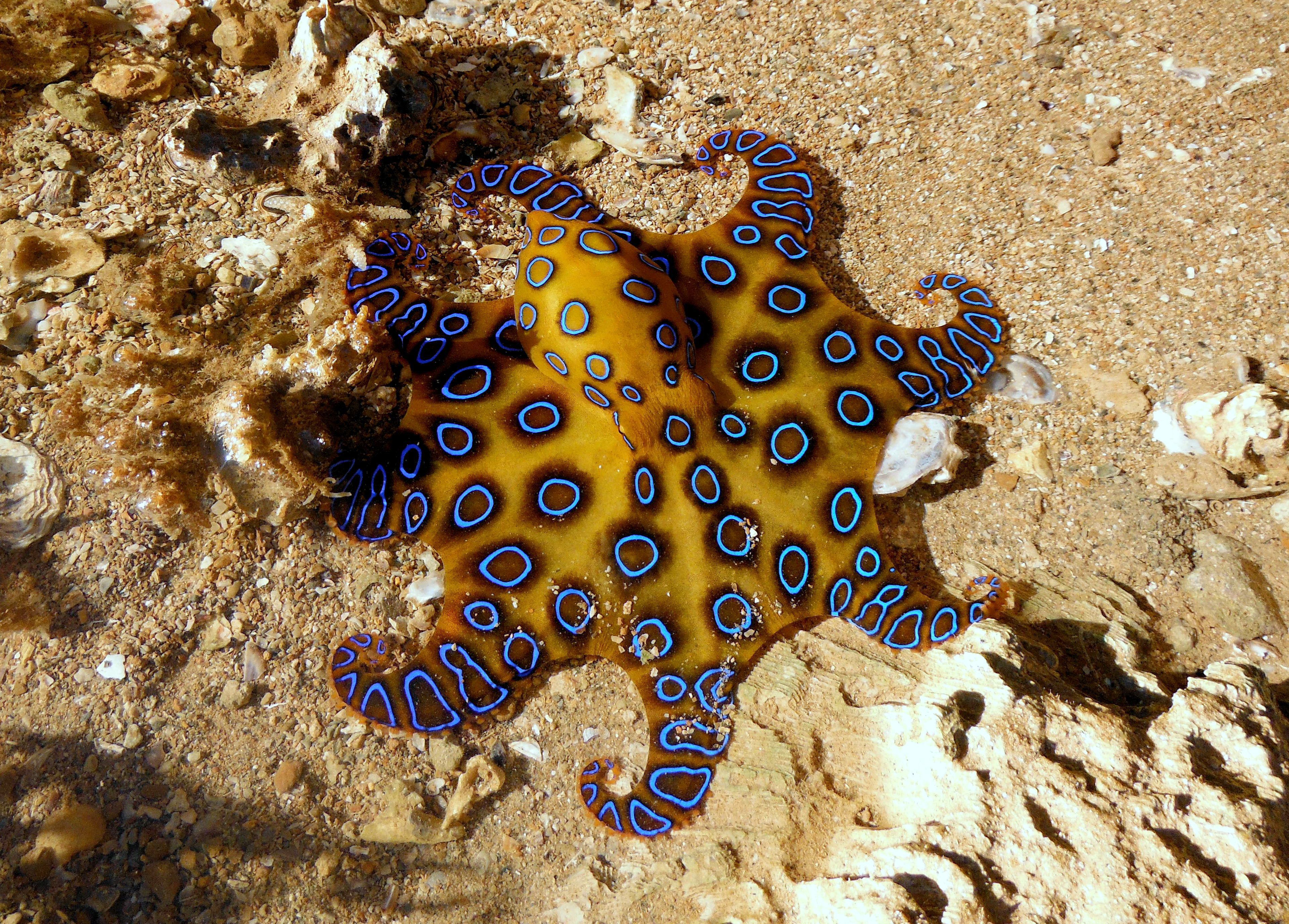 Blue Ringed Octopus Photo
