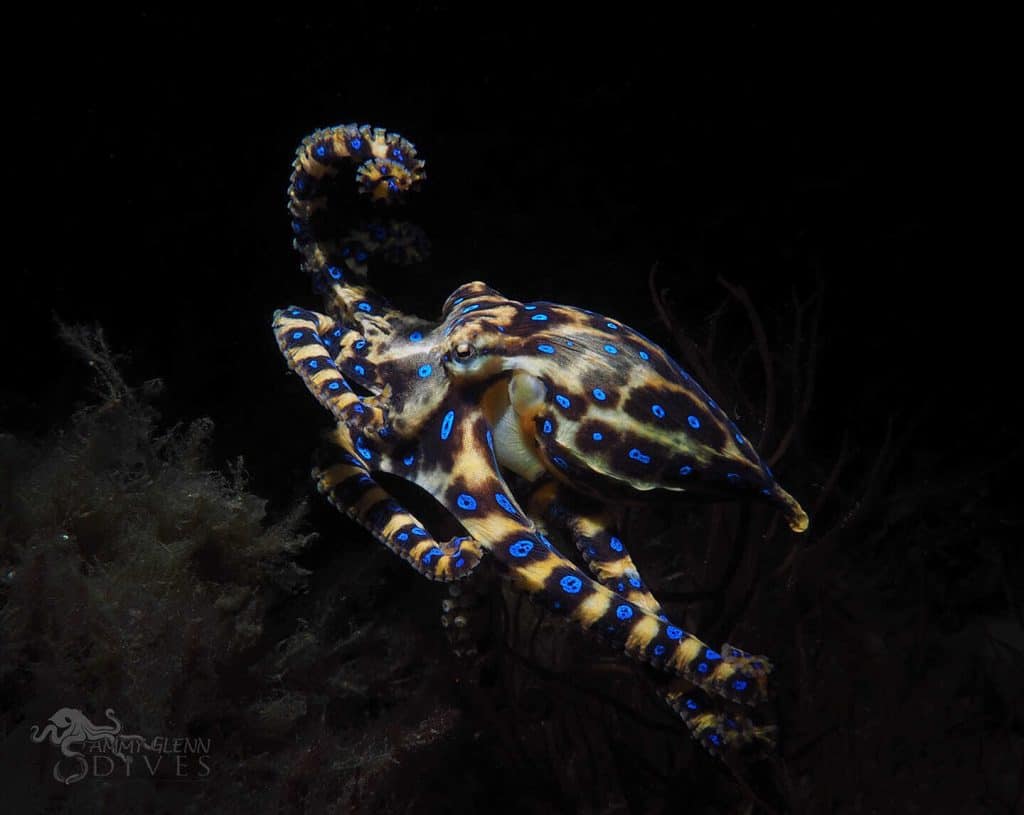 Blue Ringed Octopus Facts That'll Leave You Shook! Largest Octopus Fan Club!