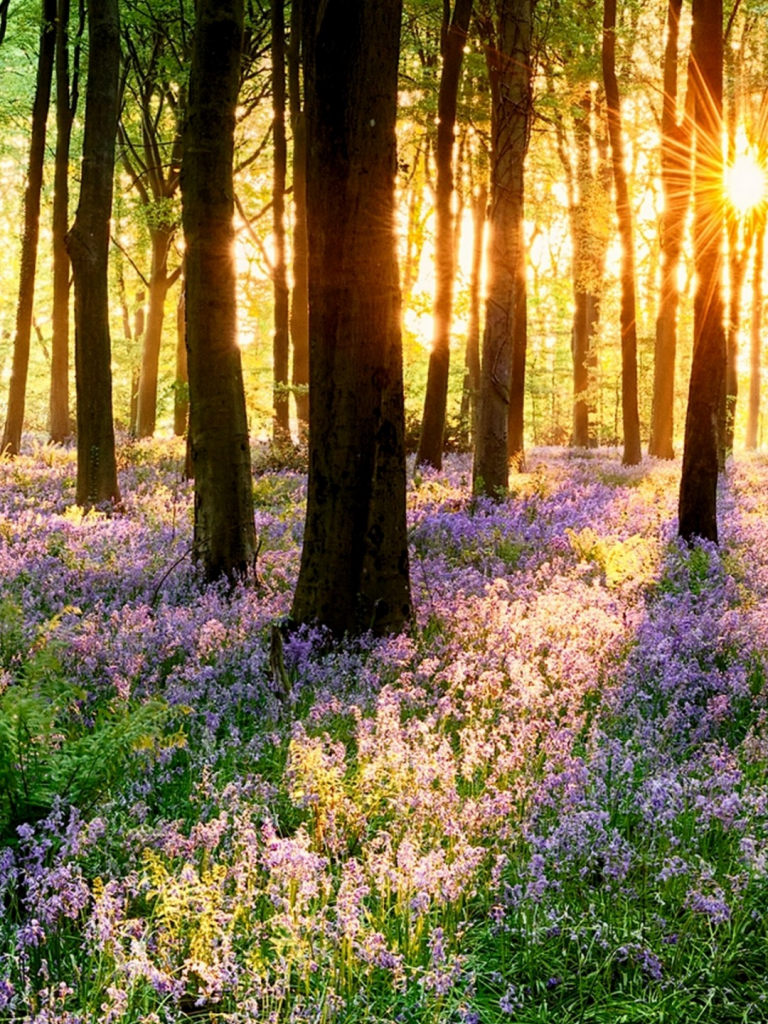 Free download Spring grass on sunset 4K Ultra HD wallpaper 4k WallpaperNet [1080x1920] for your Desktop, Mobile & Tablet. Explore 4K Wallpaper Grass. Japan 4K Wallpaper, 4K Nature Wallpaper, 3840X2160 Wallpaper