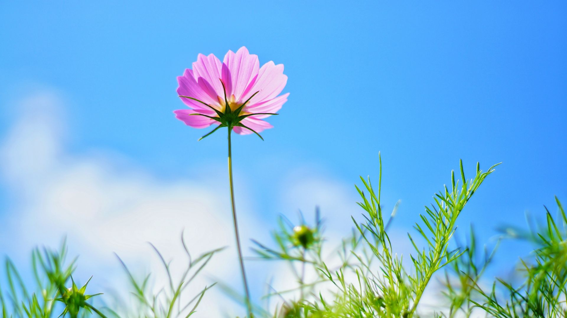 Desktop Wallpaper Pink Cosmos, Meadow, Plants, Flowers, Spring, 4k, HD Image, Picture, Background, 0639ca
