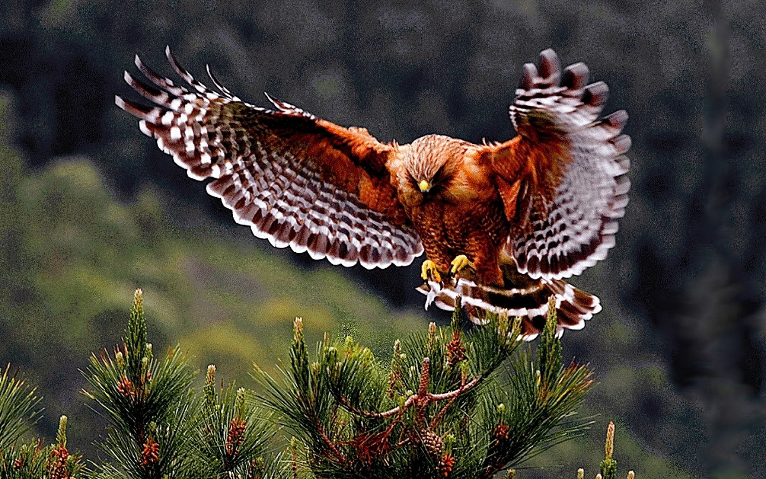 Red Tailed Hawk Wallpapers - Wallpaper Cave