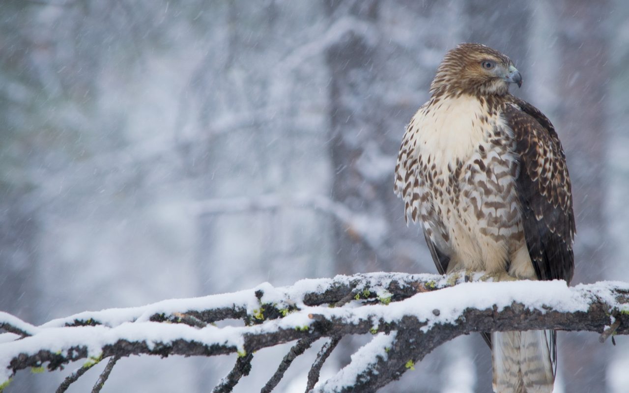 Collection, red tailed hawk wallpaper (HD Download)
