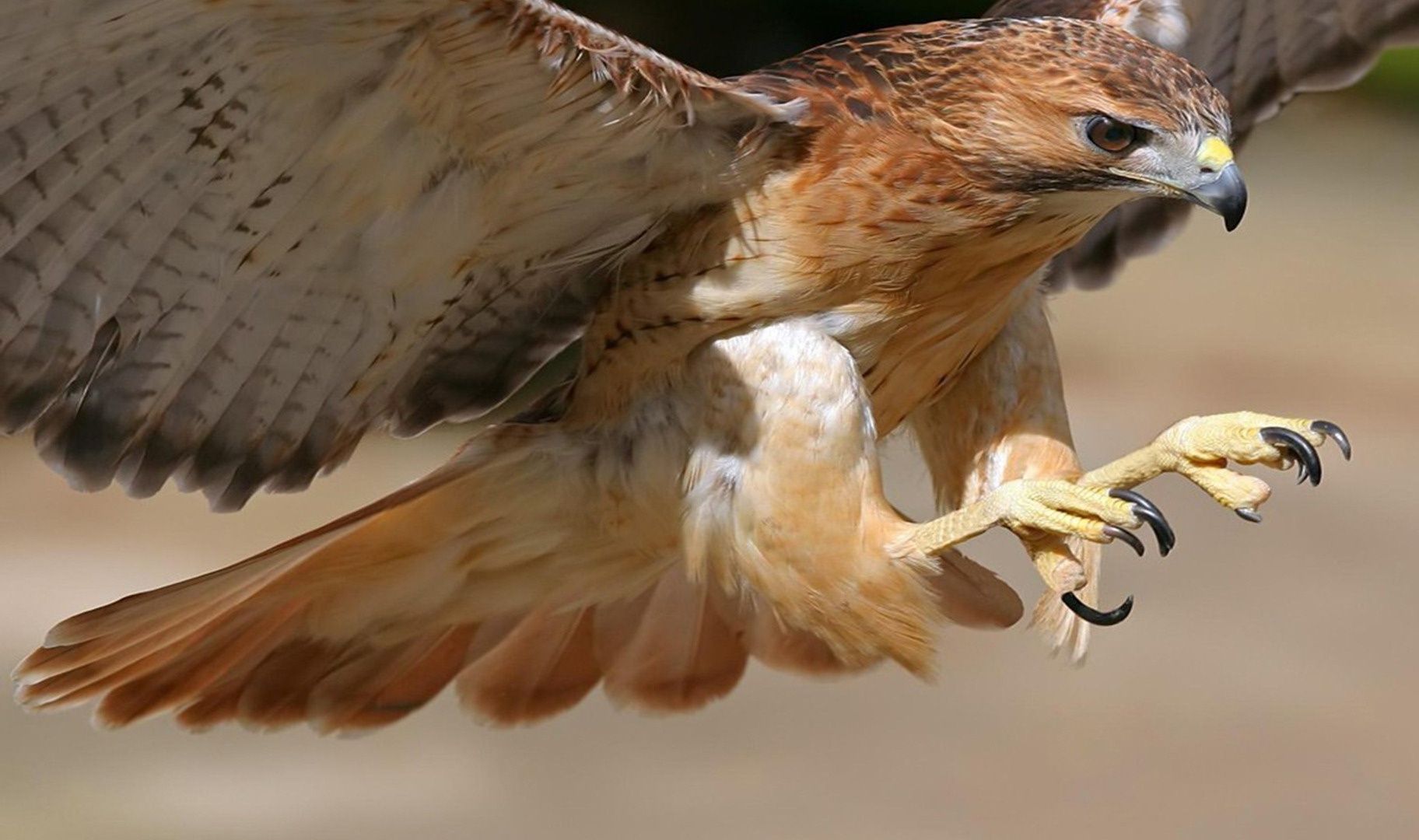 Red Tail Hawk Image on Animal Picture Society. Red tailed hawk, Hawk, Animals
