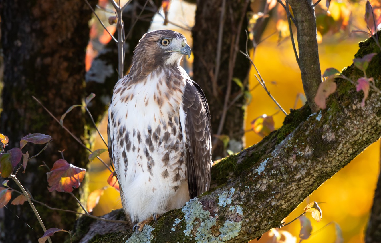 Wallpaper Autumn, Nature, Bird, Red Tailed Hawk Image For Desktop, Section животные