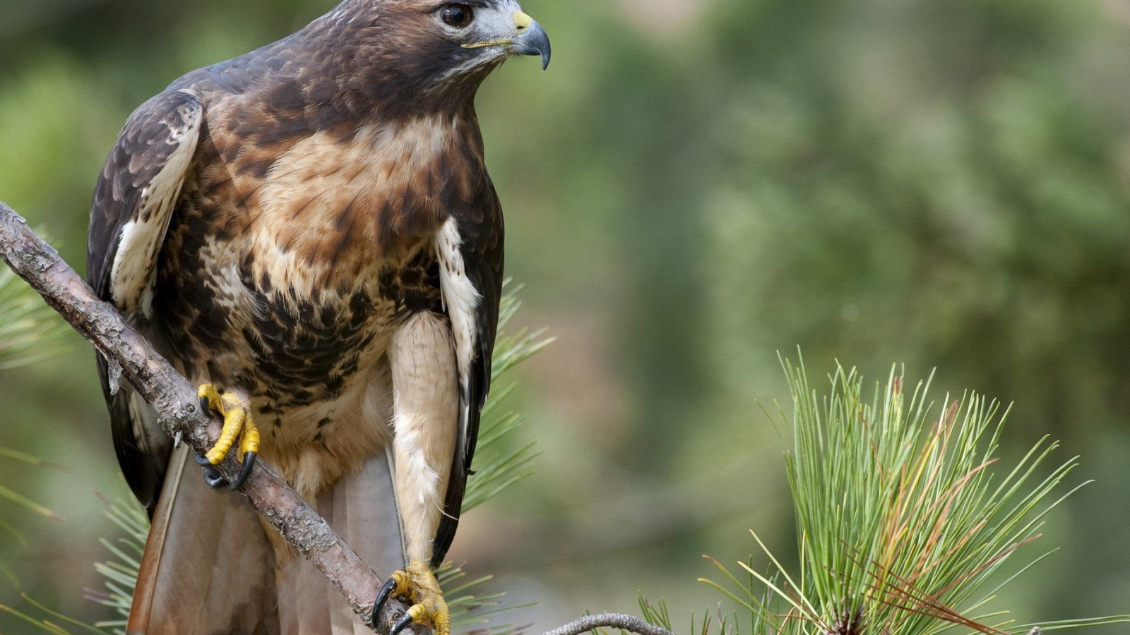 Red Tailed Hawk Wallpaper Full HD 78433