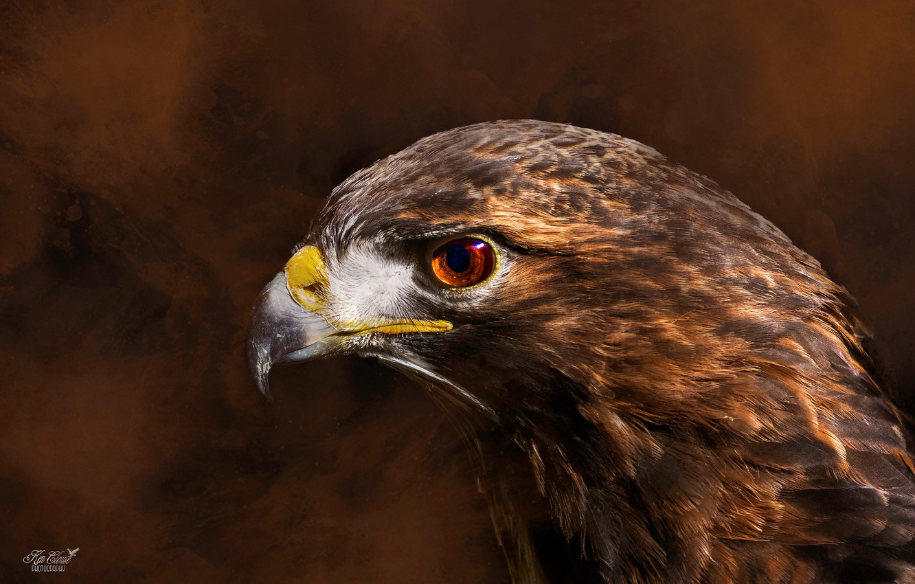 Wallpaper Close Up, Background, Bird, Predator, Feathers, Beak, Hawk, Red Tail Hawk Image For Desktop, Section животные