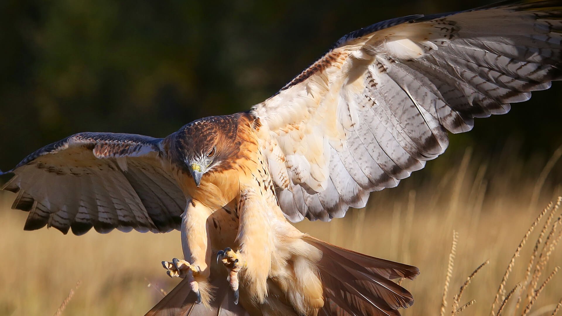 Red Tailed Hawk Background Wallpaper 78419