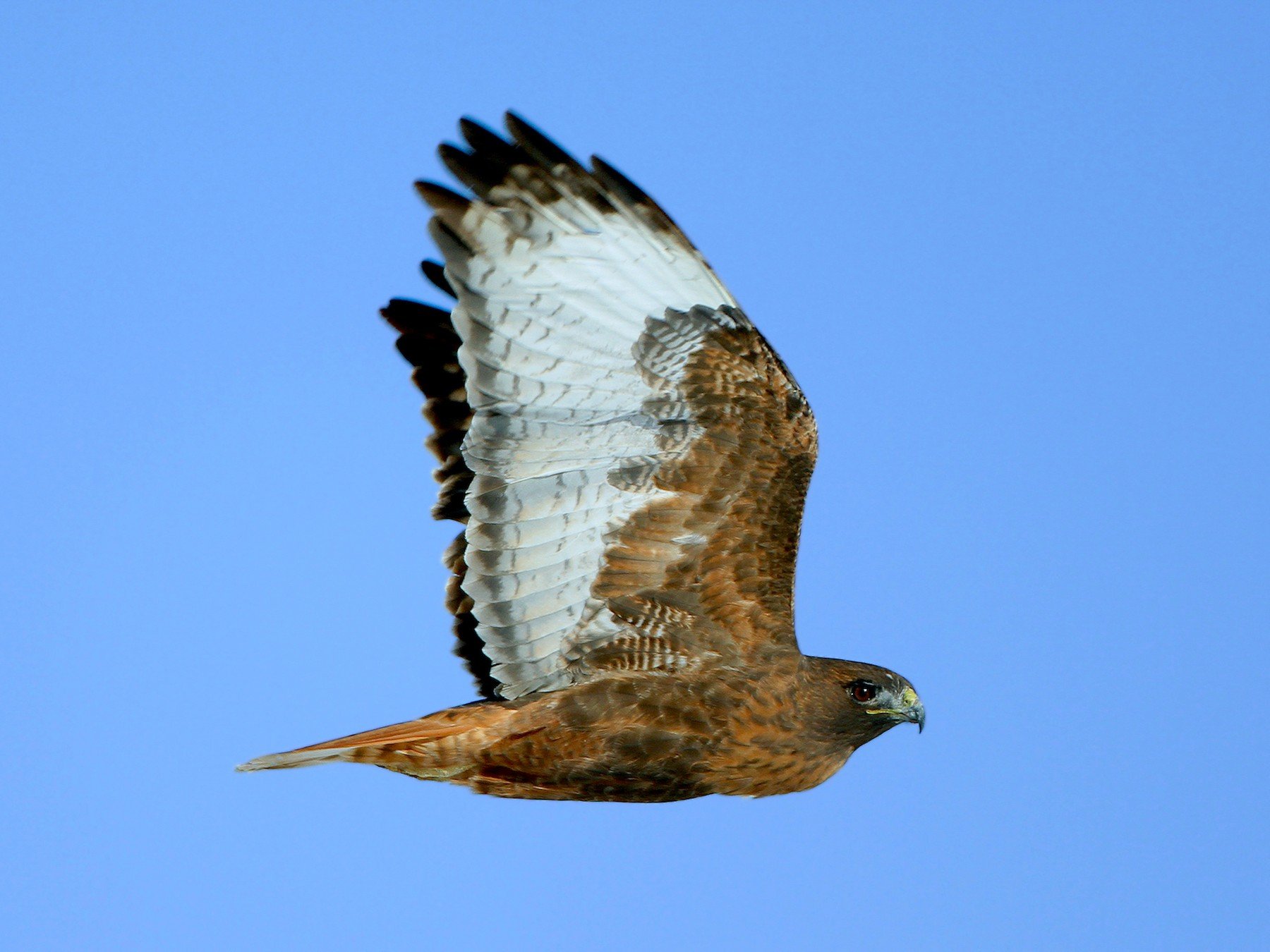 Red Tailed Hawk Wallpapers - Wallpaper Cave