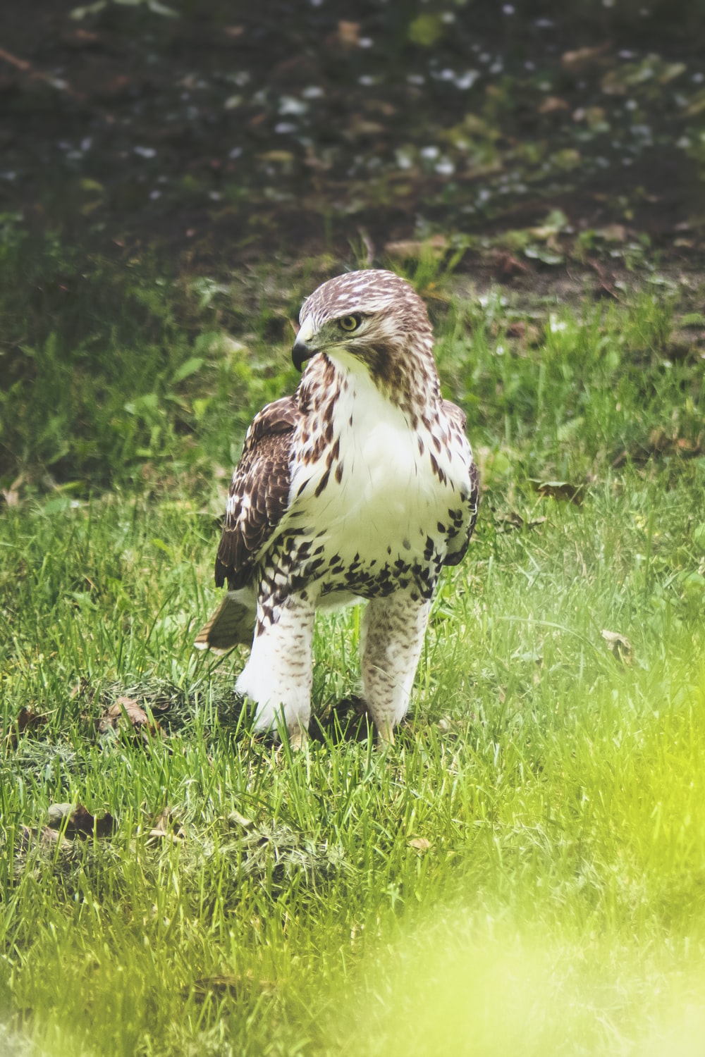 Red Tailed Hawk Picture. Download Free Image