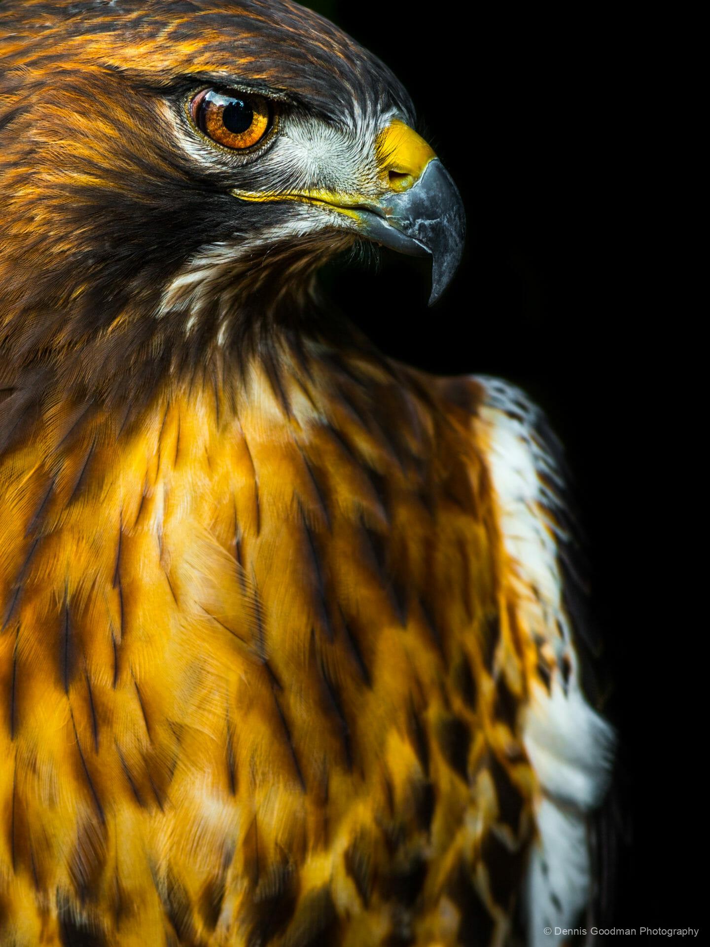 Red Tailed Hawk 1 Goodman Photography & Printing
