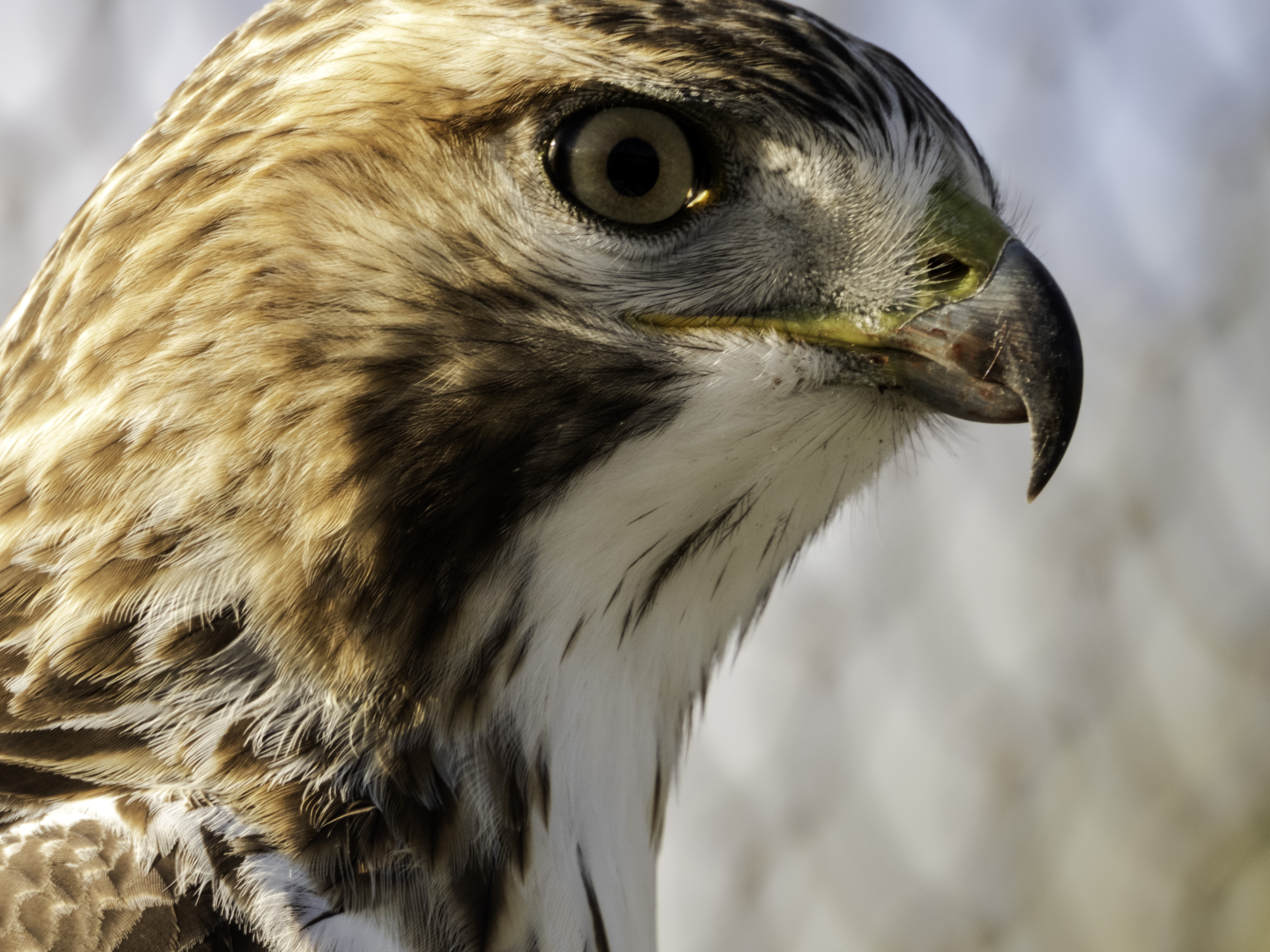 Red Tailed Hawk Headshot Close Up Image Domain Photo