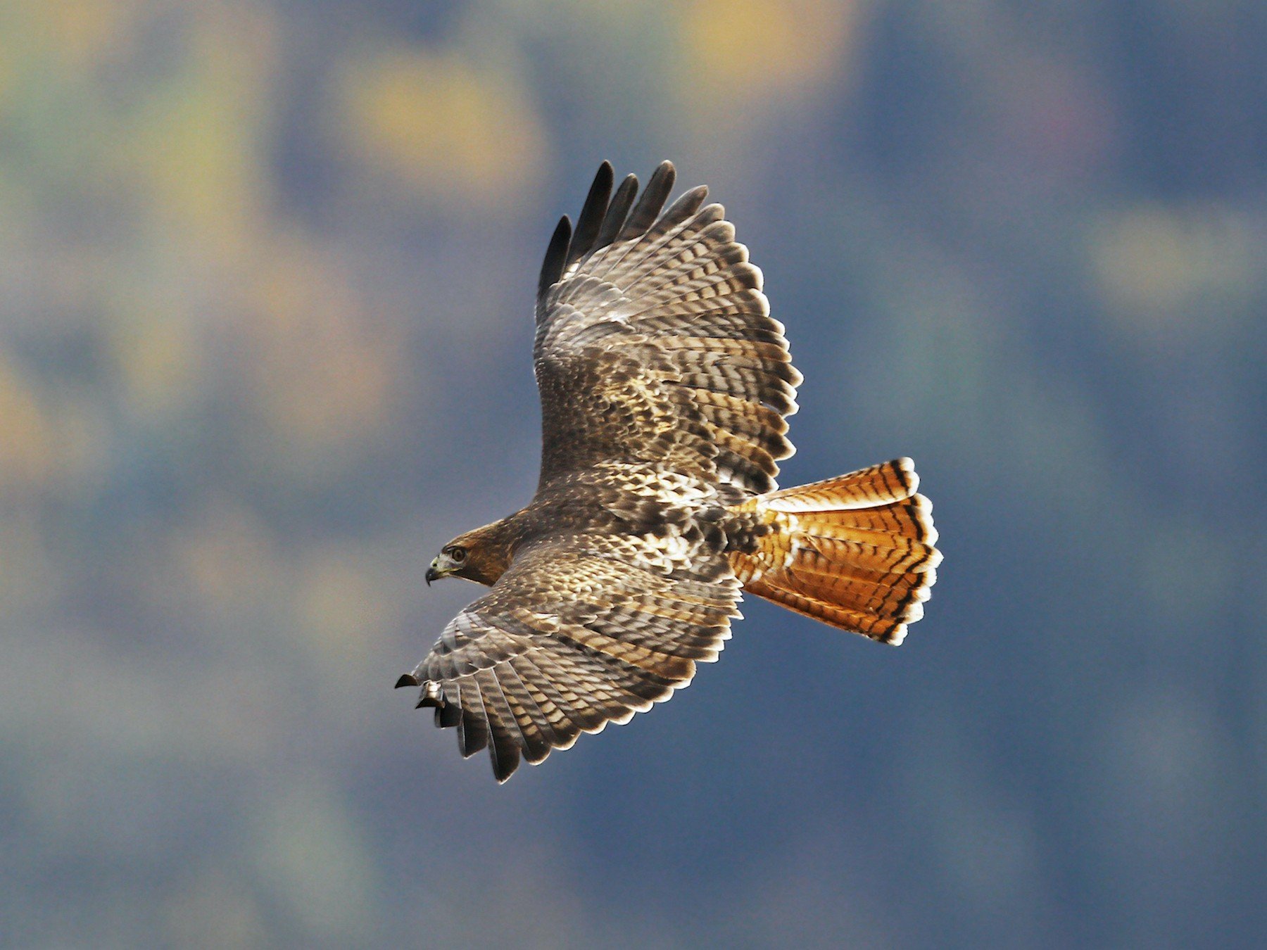 Red Tailed Hawk Wallpapers - Wallpaper Cave