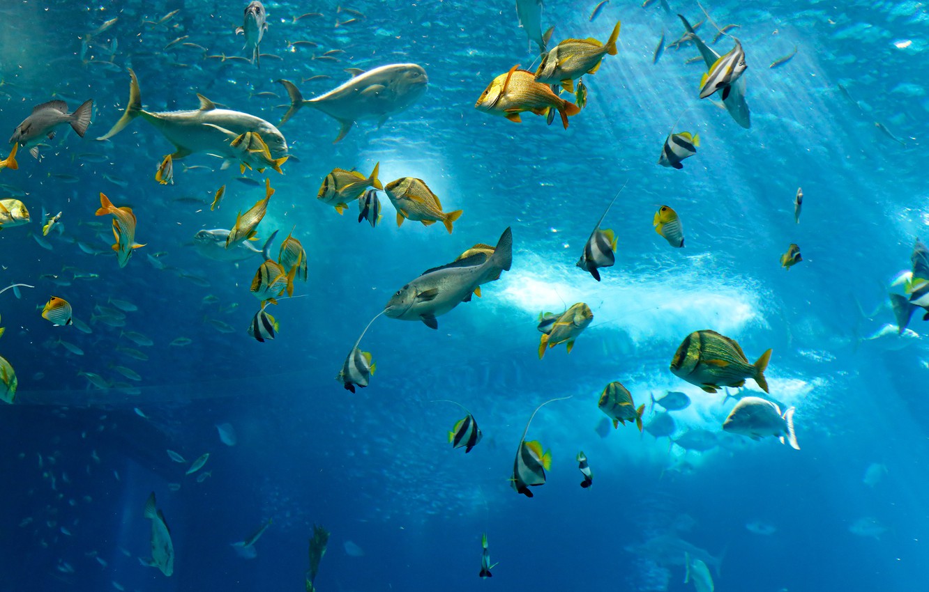 Wallpaper sea, the ocean, fish, under water, underwater, sea, ocean, fish image for desktop, section животные