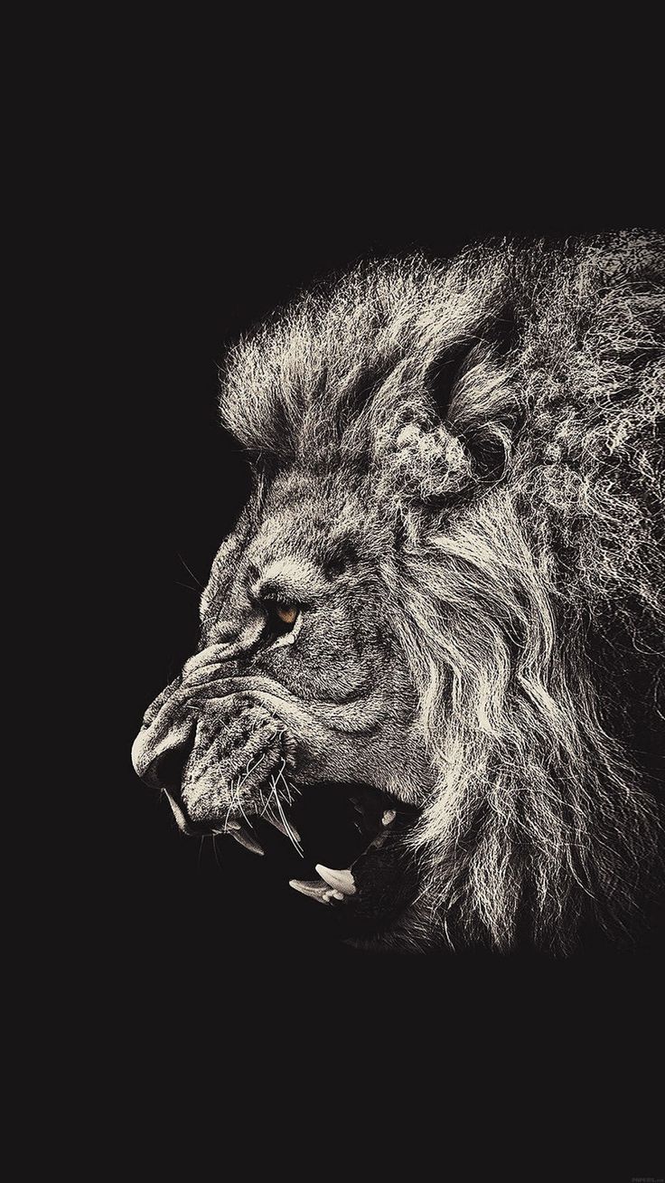 Lion iPhone 7 Wallpaper Free Lion iPhone 7 Background