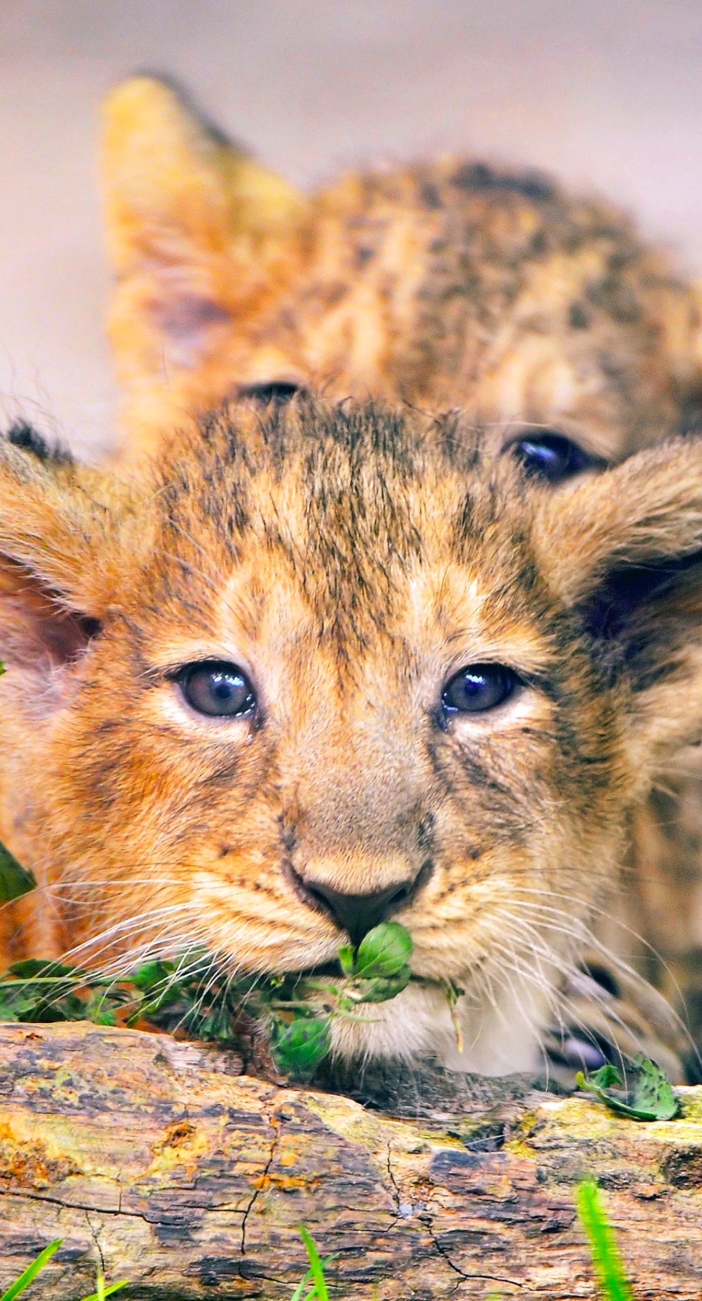 Animal lion. wallpaper.sc iPhone7Plus