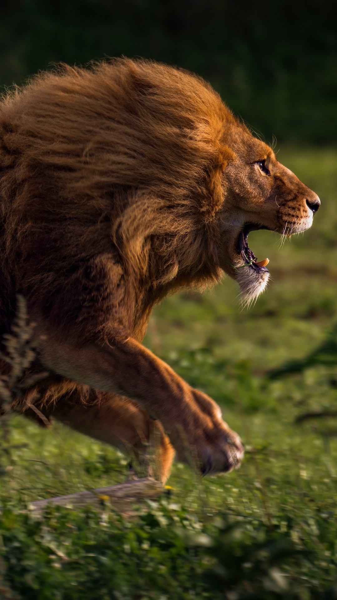 Running Lion 4k iPhone 7, 6s, 6 Plus, Pixel xl , One Plus 3, 3t, 5 HD 4k Wallpaper, Image, Background, Photo and Picture